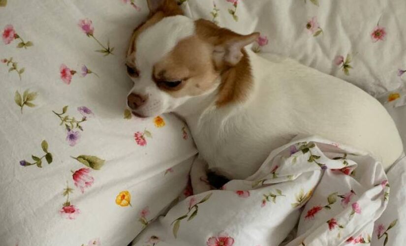 Estudo revelou impacto do hábito de dormir juntos em humanos e animais