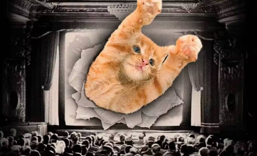 Atração principal é o CatVideoFest, um concurso internacional inédito no Brasil e que reúne uma coletânea de vídeos fofos e engraçados de gatinhos
