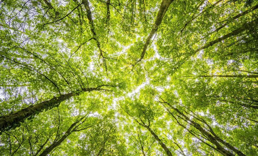 Brasil sediará, em novembro, a 30ª Conferência das Partes da Convenção do Clima da ONU, a COP30, em Belém do Pará