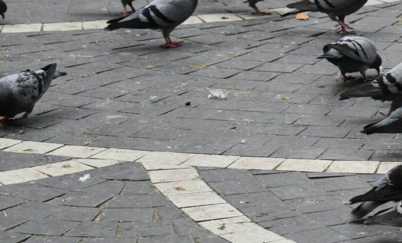 Animais podem transmitir doenças e atrair outras pragas para o seu lar