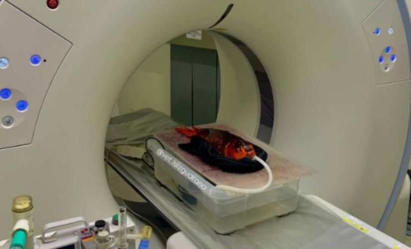 Veterinário publicou nas redes sociais um vídeo que mostra o passo a passo para a realização do exame na carpa