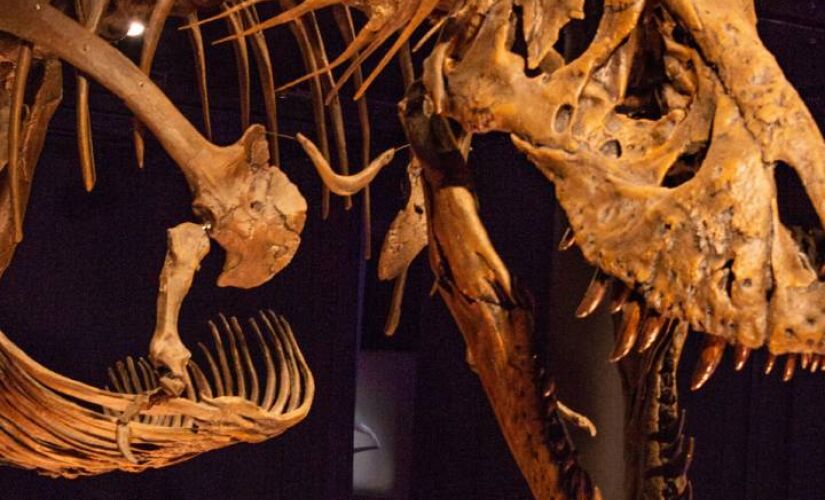 Fóssil pode ajudar a ciência a entender clima da Terra na era dos dinossauros