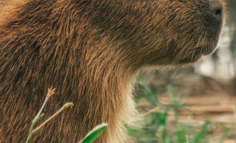 Roedores circulam em parques e rios de grandes cidades, causando preocupação