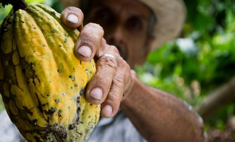Três primeiros lugares foram conquistados por chocolates que utilizaram amêndoas cultivadas no assentamento Tuerê