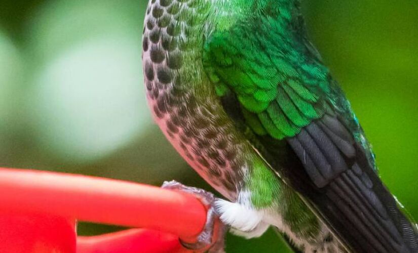 O beija-flor é visto como um mensageiro espiritual em algumas culturas