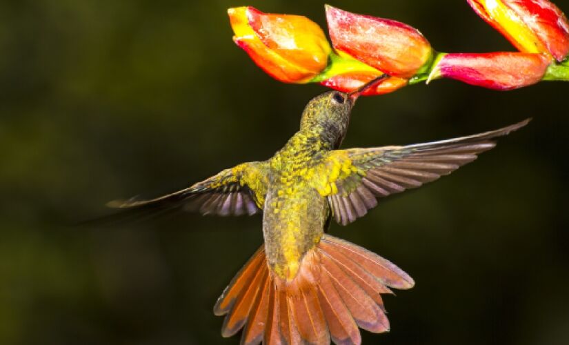 O que parecia certo no DNA das aves nem sempre corresponde à realidade