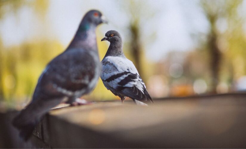 A proporção é praticamente de um pombo por habitante, confira!