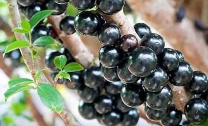 Um estudo laboratorial inovador confirma o potencial da semente de jabuticaba, rica em elagitaninos, como ferramenta na luta contra a epidemia global de obesidade