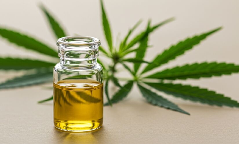 Óleo de CBD é extraído da Cannabis