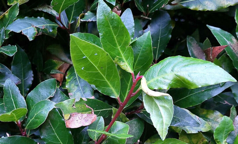 A planta possui diversos benefícios para a saúde