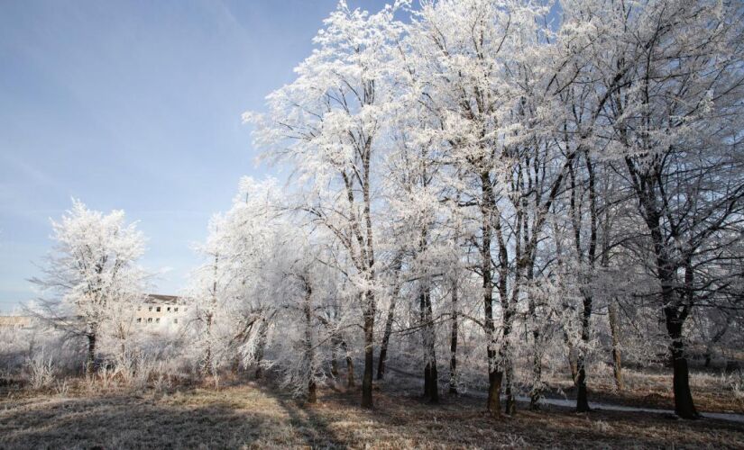 Árvores vencem o frio e deixam cidades mais bonitas no inverno