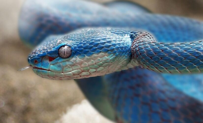 Verme comum em cobras pítons é, pela primeira vez, encontrado em um ser humano