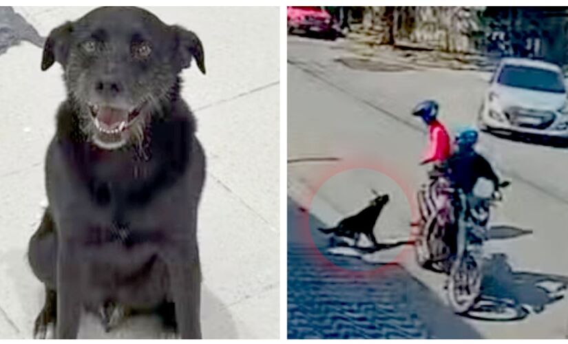 Câmeras flagraram a reação do animal que impediu o crime 