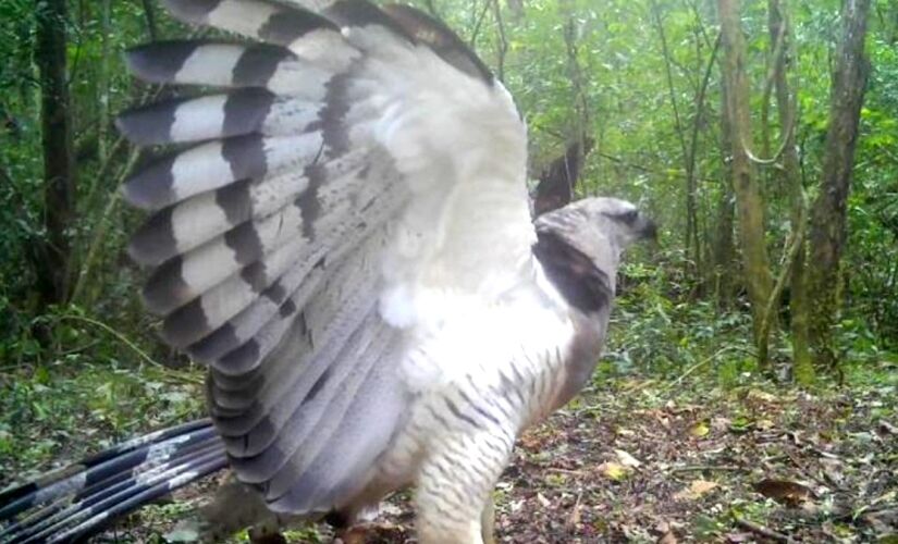 Ave foi registrada quando desceu ao solo da floresta