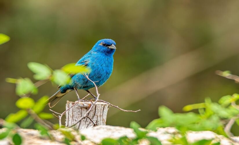 Essas aves também são conhecidas como aves parasitas