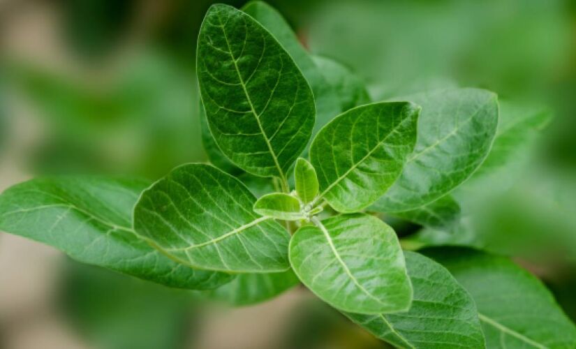 A ashwagandha ajuda o corpo a acalmar e evitar o estresse fisico e psicológico