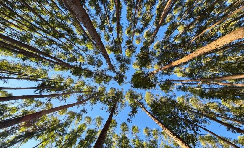Árvore mais plantada do Brasil possui crescimento rápido e ajuda a combater bacteria