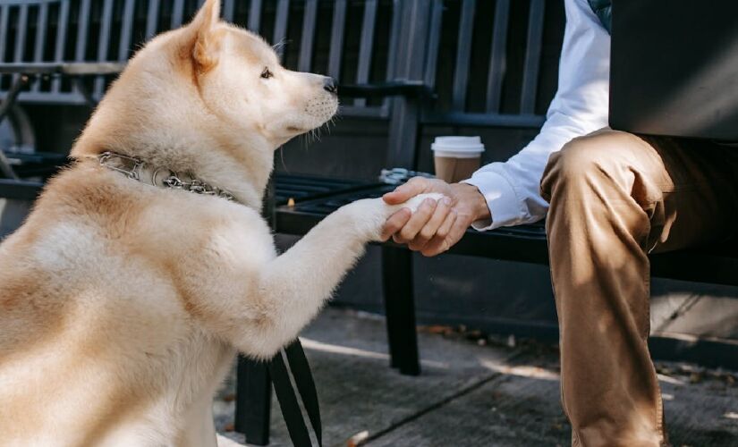 Pesquisas recentes afirmaram que outros animais podem apresentar lealdade e um vínculo emocional tão forte ou até superior ao dos cães