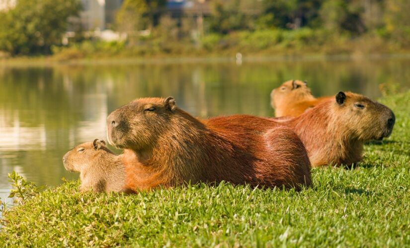 Capivara são encontradas em todo o Brasil