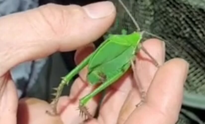 Nova espécie de esperança-pavão encontrada na caatinga