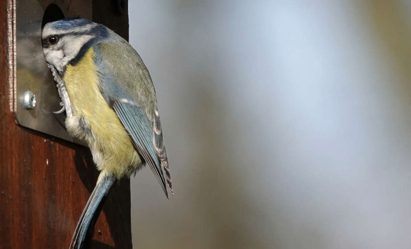 Uma vez que setembro se instala, os pássaros precisam começar a acumular gordura para sobreviver ao inverno