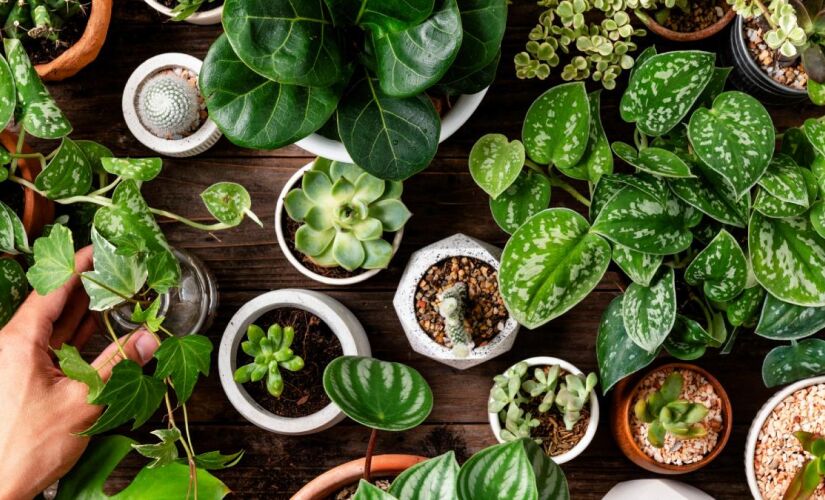 O Feng Shui é uma prática chinesa milenar que busca harmonizar a energia dos ambientes