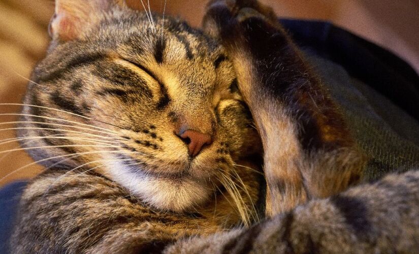 Os locais de descanso dos gatinhos na veredade seguem uma lógica