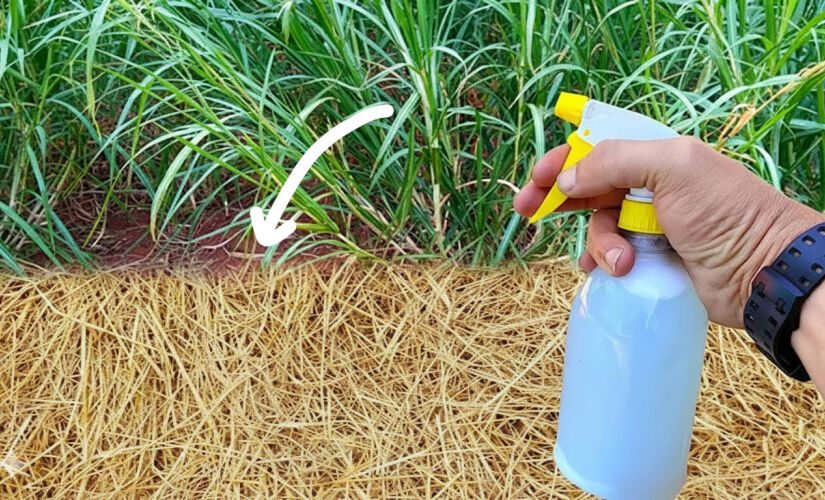 Aprenda a fórmula secreta para um jardim impecável sem gastar muito