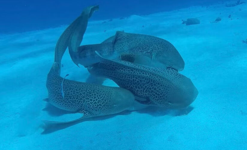 Tubarões-leopardo durante acasalamento no Oceano Pacífico