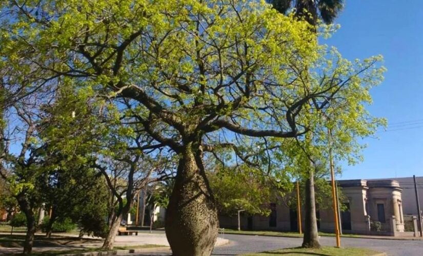 Conheça o "palo borracho", árvore que sobrevive sem muita água e embeleza o quintal.