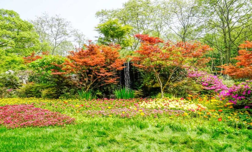 Esse arbusto é ideal para ter no seu jardim 