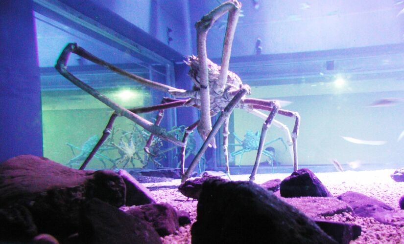 Esse caranguejo pode viver cerca de 80 anos