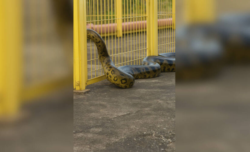 Turistas registraram o momento em que a sucuri quase foi atingida durante manobra da eclusa.