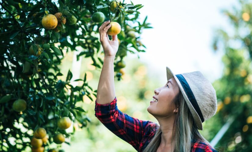 Além de dar vida para seu jardim, essas árvores podem dar frutos em poucos meses