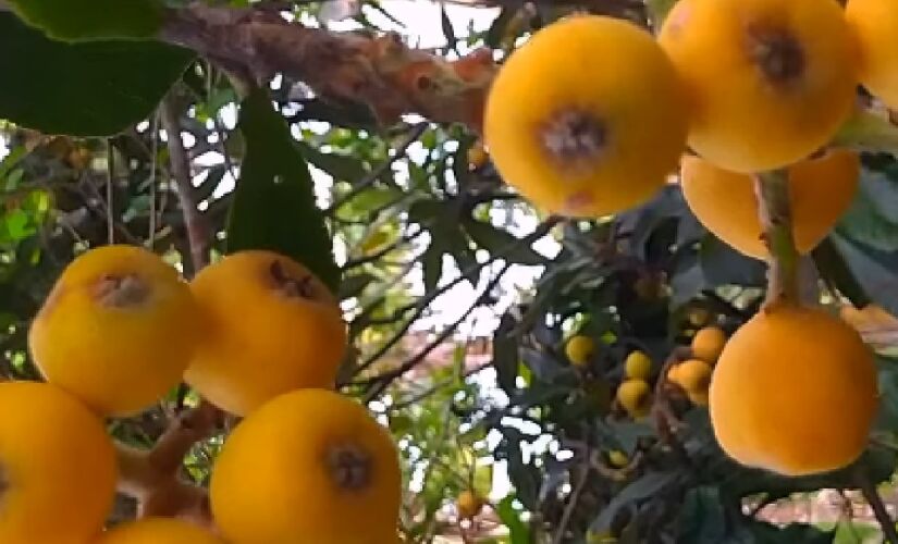 O poder antioxidante da nêspera é explicado pelos flavonoides, carotenoides e ácidos fenólicos