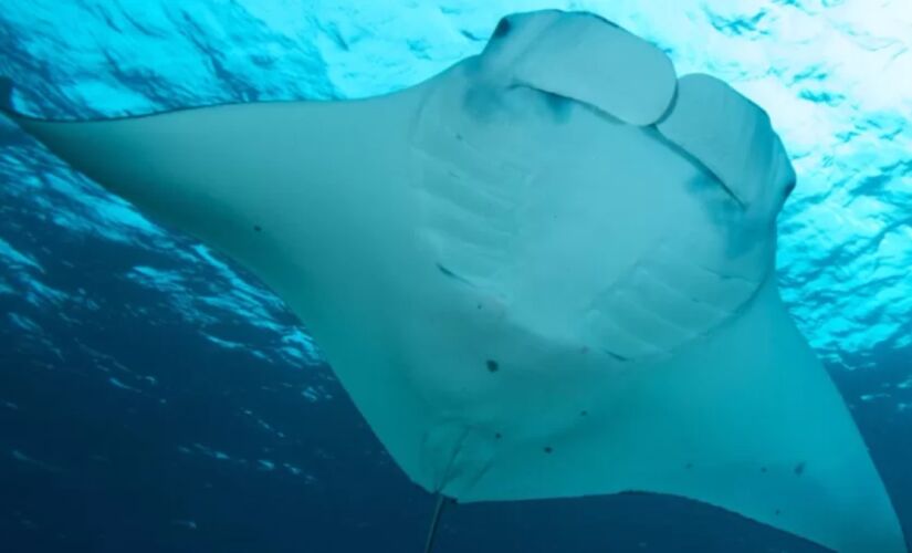Animal já foi encontrado em águas do Brasil, México e Estados Unidos, mas vive exclusivamente no Oceano Atlântico