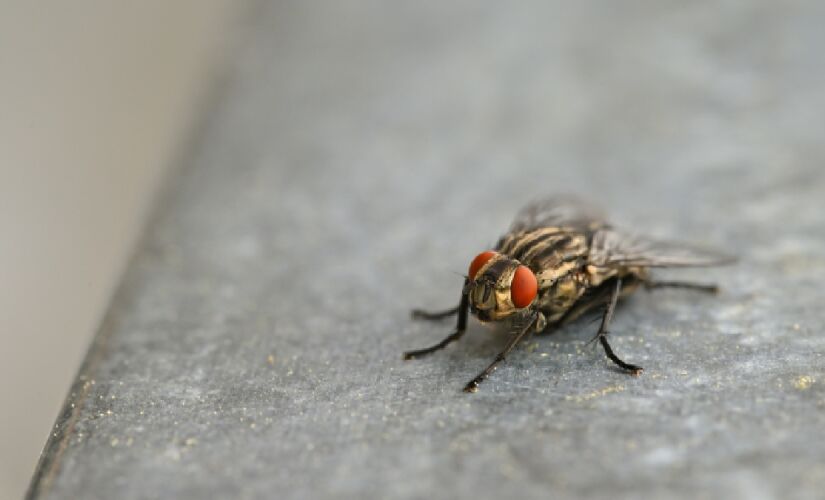 Entenda porque as mosquinhas de banheiro existem 