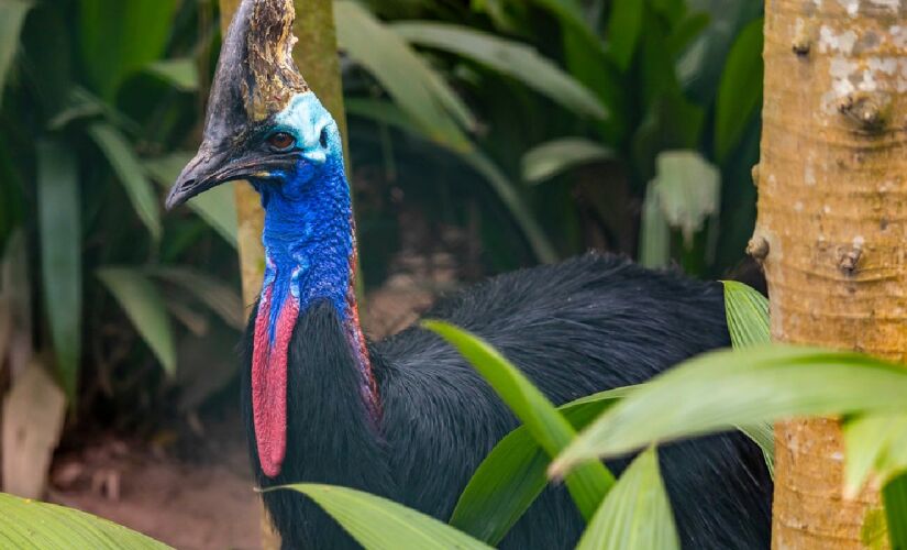 Casuar impressiona pelo porte físico, que pode atingir 1,70 metro de altura e mais de 60 kg