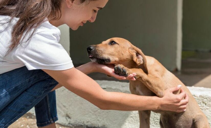 O contato físico com os animais promove alívio imediato do estresse