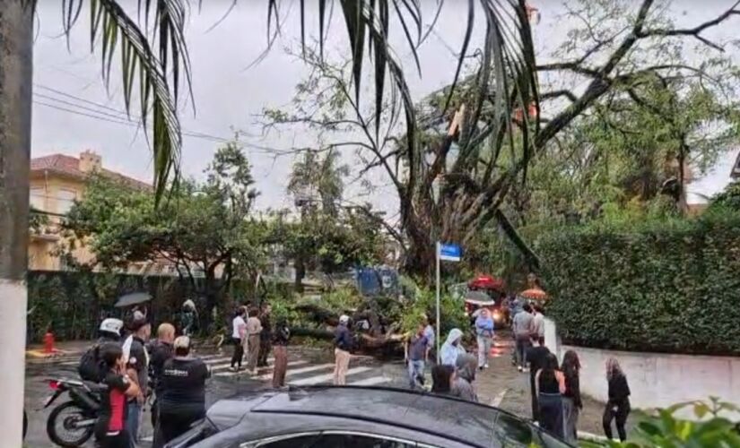 Árvore caiu sobre carro com motorista entre os bairros de Perdizes e Sumaré