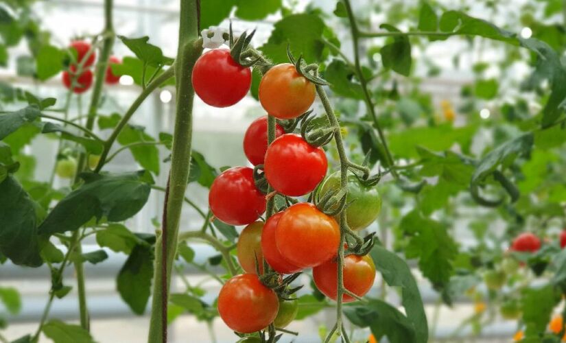 Frutas que exigem pouco espaço e rendem muito em hortas domésticas