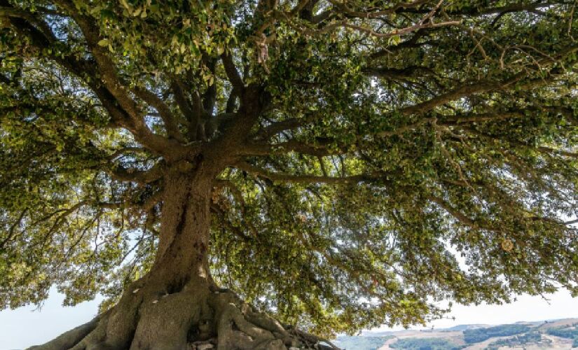 Essa árvore cresceu em um ambiente extremamente rigoroso 