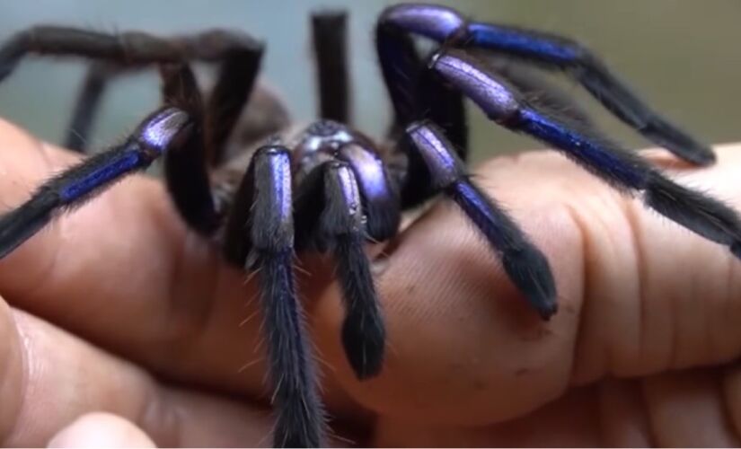 O aracnídeo surpreende pelo habitat incomum e pela coloração rara na natureza