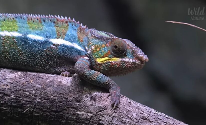 A ilha é um lugar único no mundo quando o assunto é biodiversidade