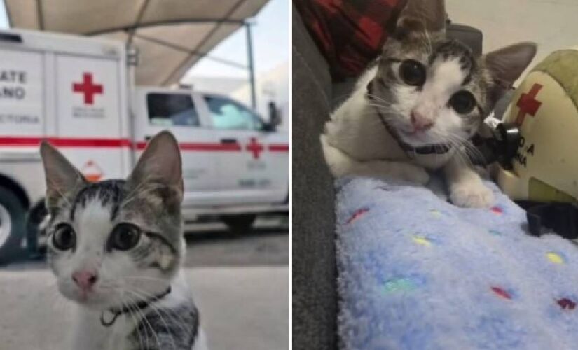 Milhares de gatos vivem nas ruas buscam por um lar