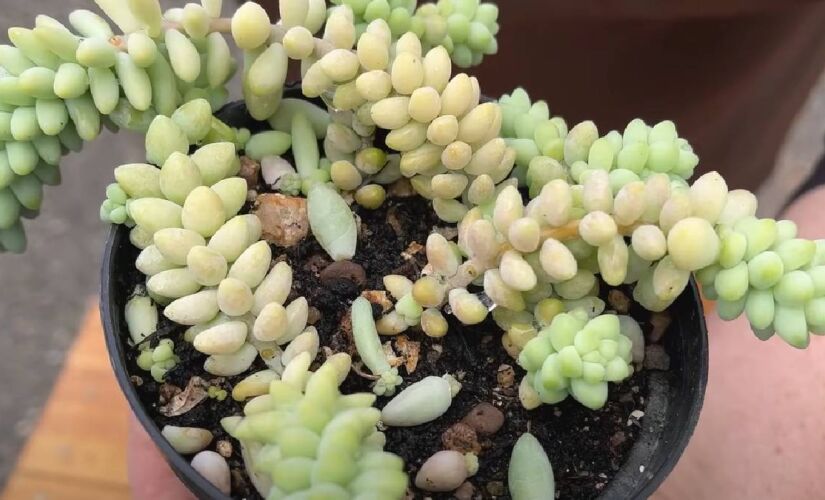 O Rabo de Burro é uma planta essencial para ambientes internos