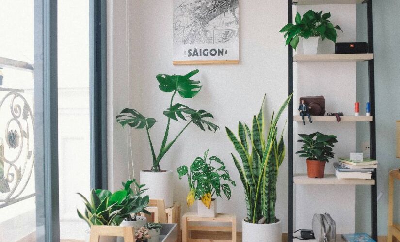Planta é ideal para dar frutos dentro do apartamento o ano todo 