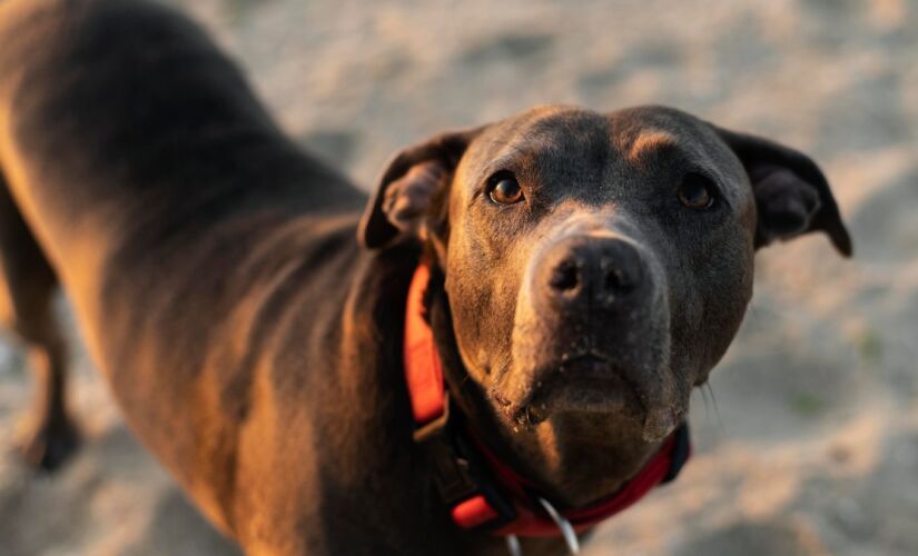 A melhor forma de interpretar o sentimento do seu cachorro é observar o corpo dele inteiro