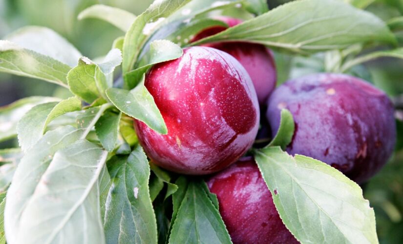 A ameixeira é uma das árvores frutíferas mais práticas para quem vive em apartamentos térreos, sobrados ou residências com jardins compactos.