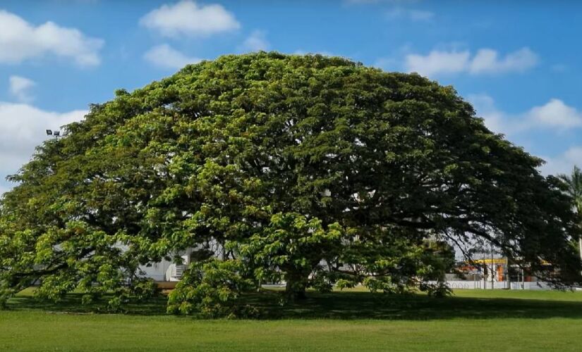 A árvore fica perto da entrada do Parque Roberto Burle Marx 